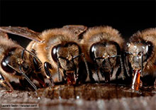 Эффективность использования стимулирующих подкормок органического происхождения для медоносных пчел