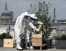 Пчеловодство в Лондоне продолжает развиваться