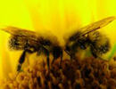 Генотипические ресурсы селекции среднерусских пчёл на снижение злобливости