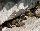 Некоторые факторы, влияющие на заболеваемость пчелиных семей нозематозом в Удмуртской Республике
