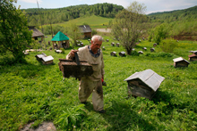 Глобализация и пчеловодство