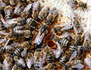 Плодовитость пчелиных маток среднерусских и карпатских пчел в условиях Пермского края 