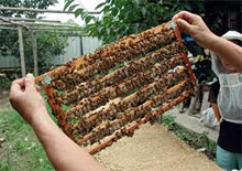 Производство пчелиного маточного молочка в Китае