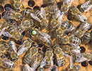 Замена пчелиных маток как зоотехнический прием повышения продуктивности пчелиных семей