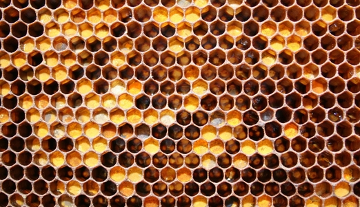 Методы дезинфекции пчеловодного инвентаря