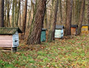 Экономические условия развития пчеловодства в Польше 