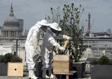 Пчеловодство в Лондоне продолжает развиваться