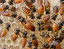 Популяция восковой пчелы Apis сerana F в России