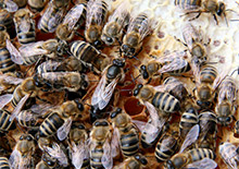 Плодовитость пчелиных маток среднерусских и карпатских пчел в условиях Пермского края 