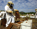 Пчеловодство США в 2012 году