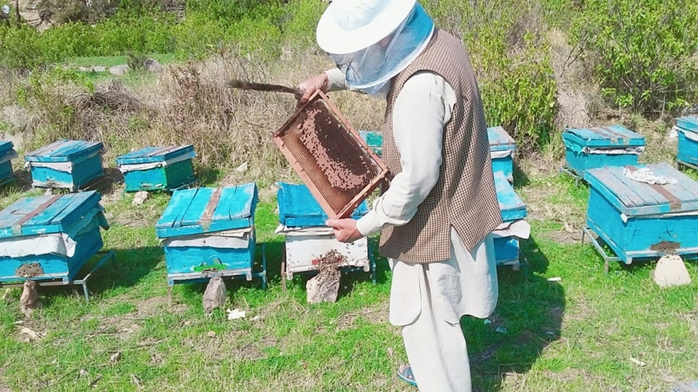 Пакистан расширяет сотрудничество с Китаем в модернизации пчеловодства