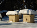 Условия успешной зимовки пчел (осенние работы на пасеке)