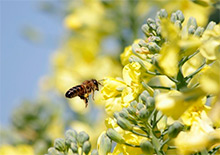 Весеннее развитие карпатских пчелосемей в Красноярском крае. Март на пасеке, конец зимовки