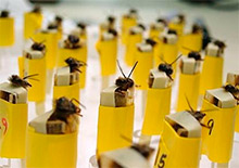 Медоносные пчелы защищают человечество