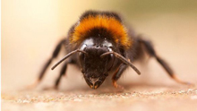 Дифференциация отечественных пород пчел по микросателлитным локусам