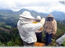 Пчеловодство Мексики в 2014 году