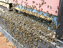 Основные принципы и методы искусственного размножения пчелиных семей (часть 6)