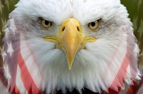 Конгресс США за запрет неоникотиноидов Конгресс США за запрет неоникотиноидов