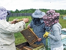Молдова: Трудный год для национального пчеловодства