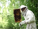 Финляндия держит в пчеловодном деле марку стабильности и упорядоченности