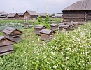 Пчеловодство в Российской Империи в конце ХIХ - начале ХХ веков