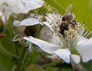Конференция о естественном пчеловодстве пройдет в Москве