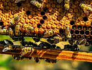 Пчеловодство Башкирии в 2023 году: Достижения и перспективы