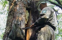 Положение дел в пчеловодстве Республики Башкортостан Положение дел в пчеловодстве Республики Башкортостан