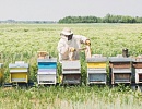 Количество пчелосемей в США остается стабильным