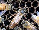 Статистика США сообщает противоречивые данные о количестве пчелосемей в стране