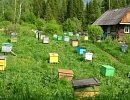 Российское пчеловодство в 2020 году