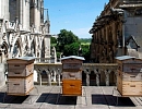 Количество пчелосемей в мире растет, несмотря на их массовую гибель. Данные ФАО