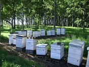 Обострение проблем пчеловодной индустрии Уругвая