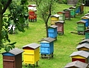 Пчеловодство Азербайджана: тенденции развития