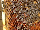 Концепция охраны генофонда пчел и её реализация