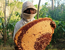 Пчеловодство Индонезии в 2020 году. Стагнация на фоне роста спроса на мед