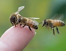 Азы пчеловодства или с чего начинается счастливая доля богатого пчеловода