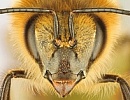 Пчеловодство США и Новой Зеландии. Сравнительный анализ