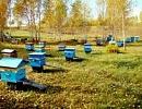 Селекционная работа со среднерусскими пчелами в России
