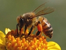 Российское пчеловодство: Простор для инженерной мысли и творчества