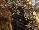 Американский метод пчеловодства Демари