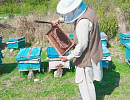 Пакистан расширяет сотрудничество с Китаем в модернизации пчеловодства