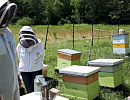 Пчеловодство Канады в 2021 году