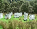 Новая Зеландия защищает свое пчеловодство