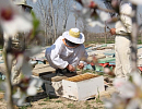 В развитии пчеловодства Афганистана наступила пауза