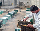 Пчеловодство Сирии оживает после гражданской войны