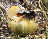 Пчелиное гнездо в раковине улитки