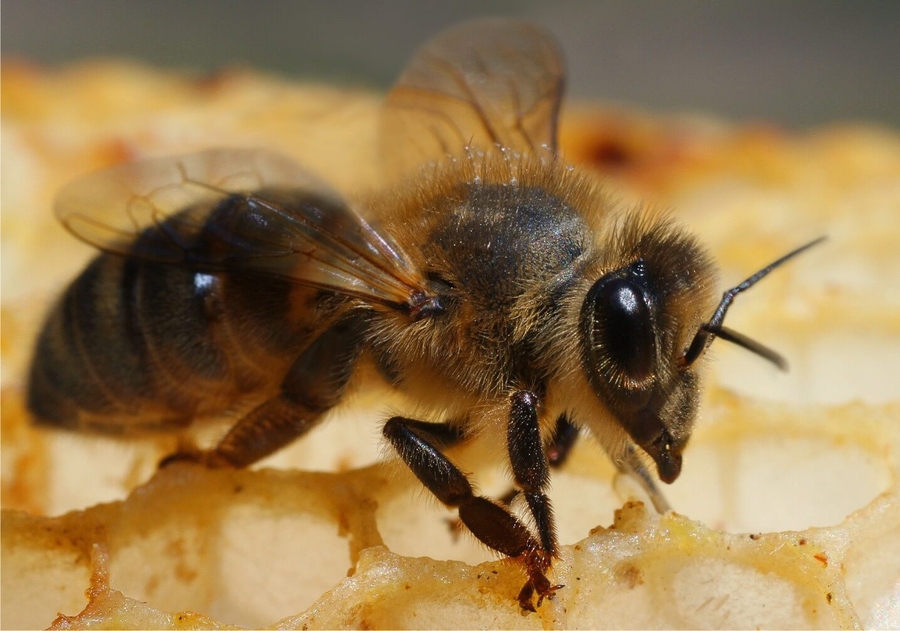 Почему пчелы не укупоривают мед в соты? Возможные причины и способы решения