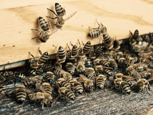Дискуссия Ветеринарные препараты в мировом пчеловодстве