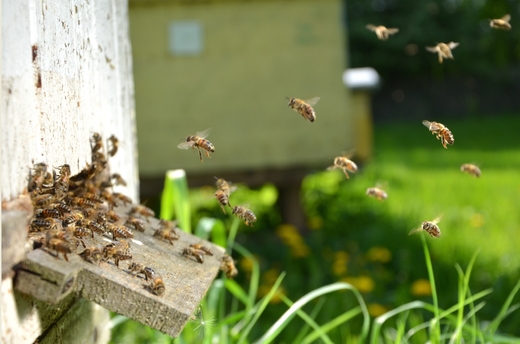 Академия пчеловодства приглашает на курсы подготовки и повышения квалификации пчеловодов 2016